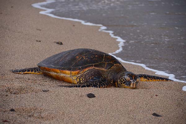 Crociera alle Hawaii